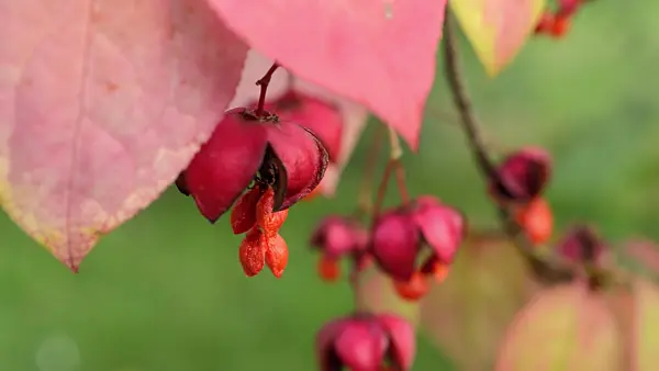 512047 - Dingle dangle tree (Euonymus planipes)