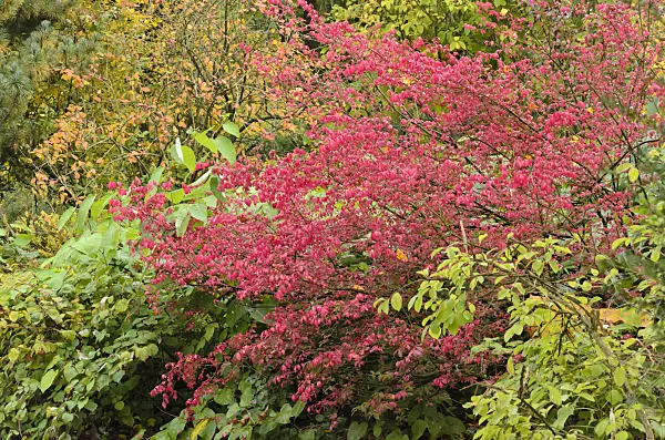 549075 - Dingle dangle tree (Euonymus planipes)