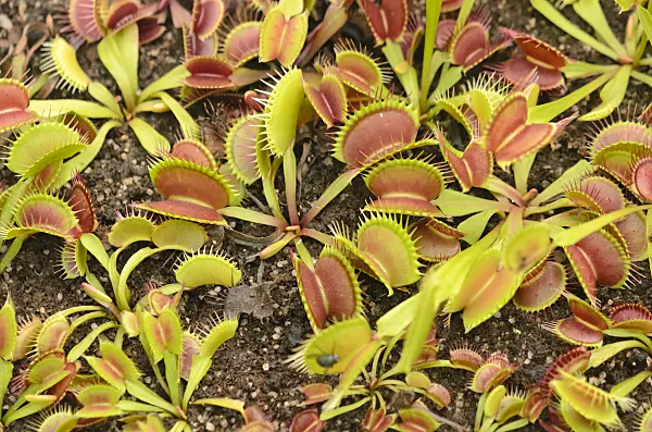 547328 - Dionée attrape-mouche (Dionaea muscipula)