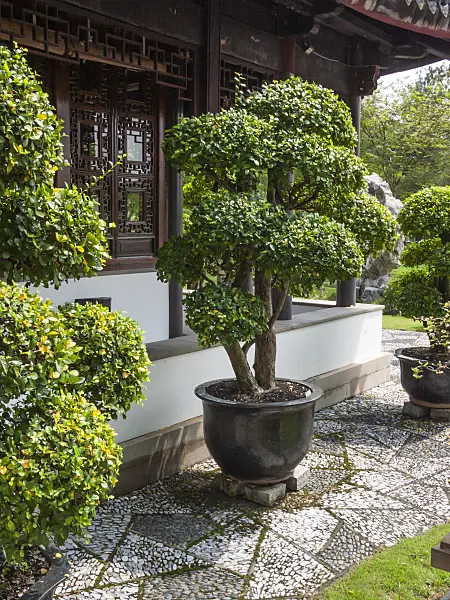 411209 - Diospyros, Bonsai Garden, Singapore