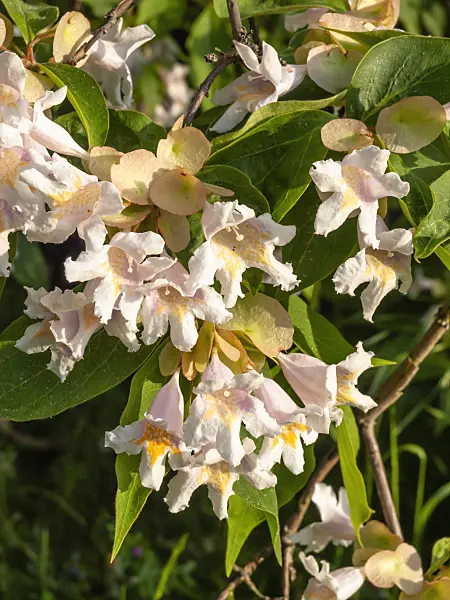 425096 - Dipelta floribunda