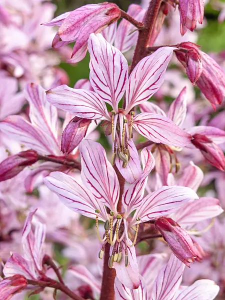448108 - Diptam (Dictamnus albus)