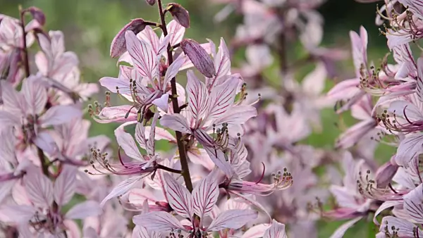 496248 - Diptam (Dictamnus albus)