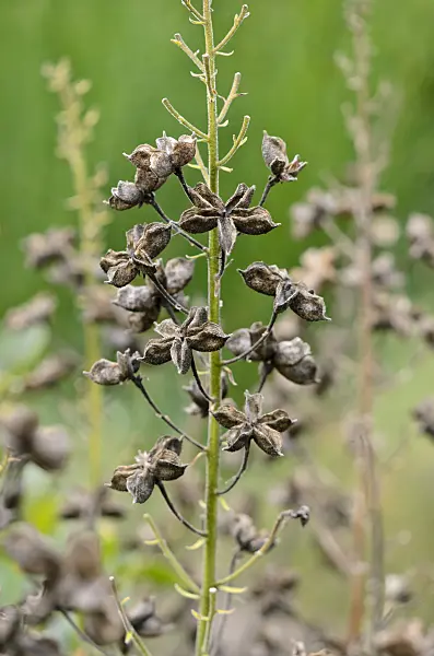 525040 - Diptam (Dictamnus albus)