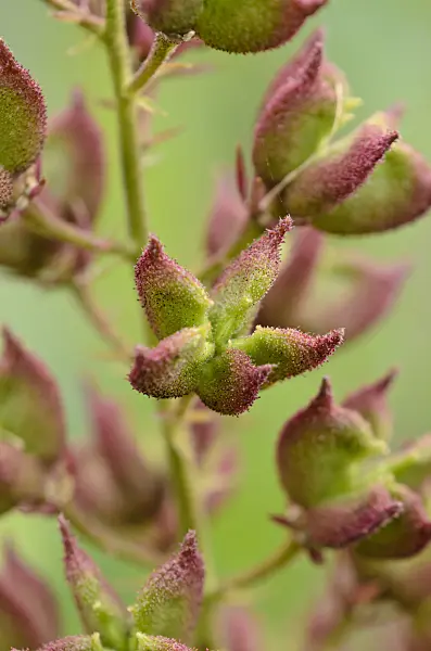 534087 - Diptam (Dictamnus albus)