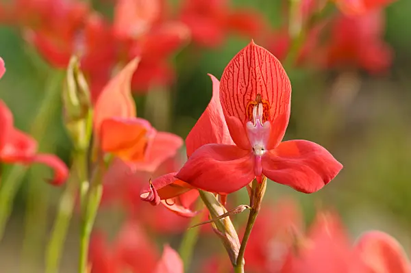486210 - Disa uniflora