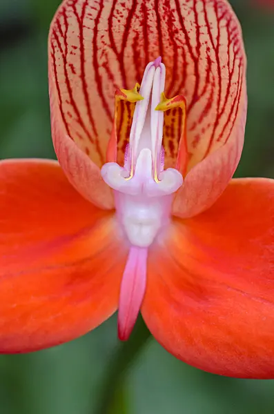 570102 - Disa uniflora