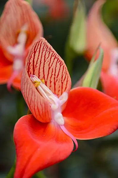 570103 - Disa uniflora