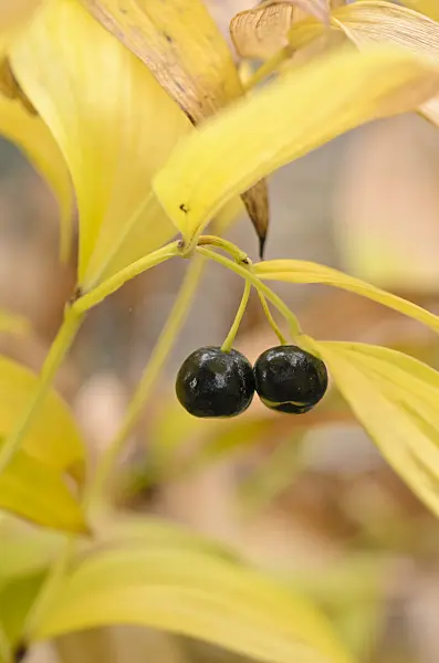 536018 - Disporum smilacinum