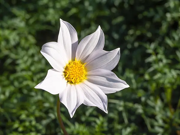 441172 - Dissected dahlia (Dahlia dissecta)