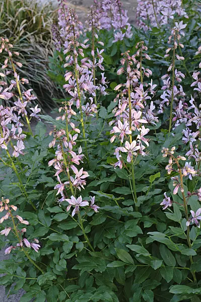 472350 - Dittany (Dictamnus albus)