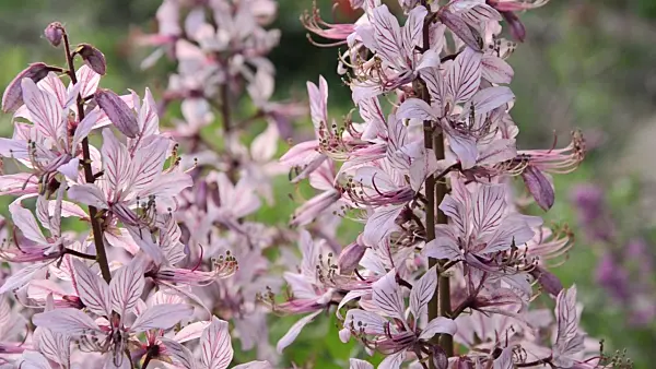 496247 - Dittany (Dictamnus albus)