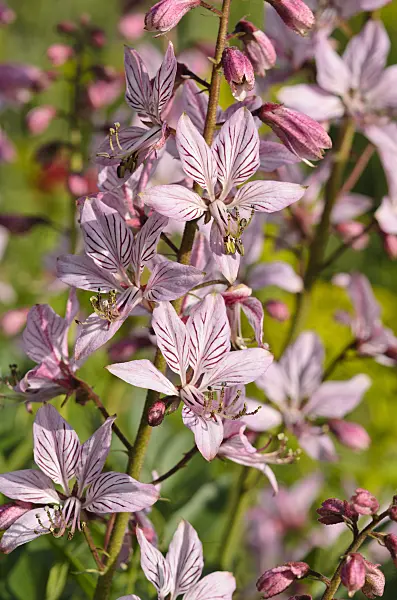 521001 - Dittany (Dictamnus albus)
