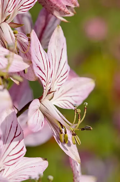 521003 - Dittany (Dictamnus albus)
