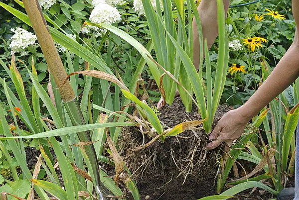 475284 - Dividing an iris (1): Lifting the plant