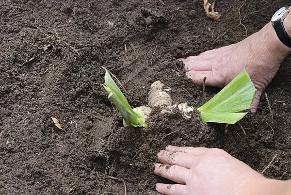 475293 - Dividing an iris (10): Fill up soil, rhizomes slightly covered