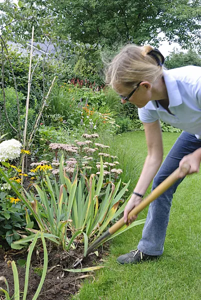 475285 - Dividing an iris (2): Lifting the plant