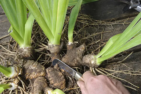 475287 - Dividing an iris (4): Separating the rhizomes