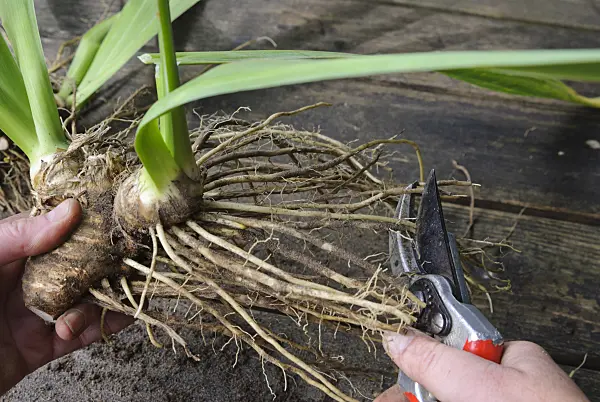 475288 - Dividing an iris (5): Trimming the roots