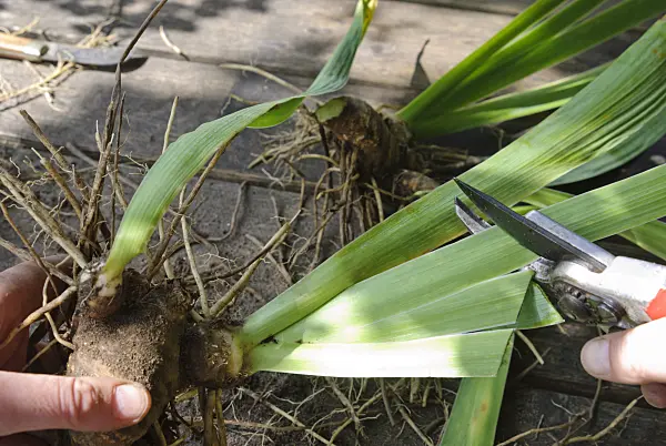 475289 - Dividing an iris (6): Trimming the foliage