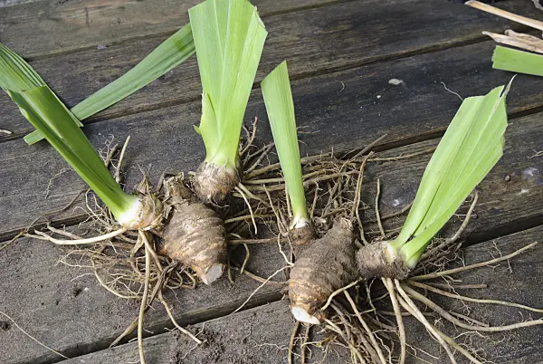 475290 - Dividing an iris (7): Separated rhizome ready for planting