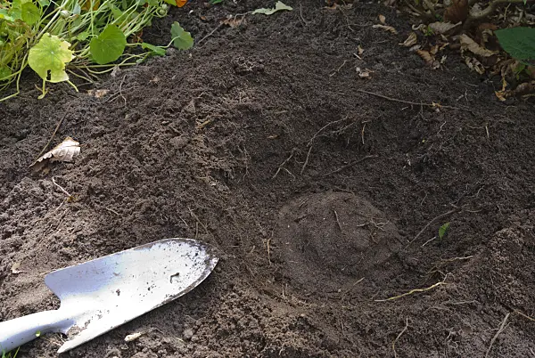 475291 - Dividing an iris (8): Plant hole with a raise for the rhizome