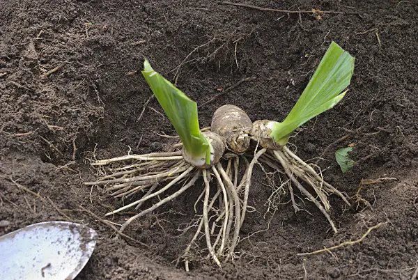 475292 - Dividing an iris (9): Plant hole with a raise for the rhizome