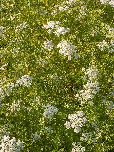 404030 - Dog poison (Aethusa cynapium)