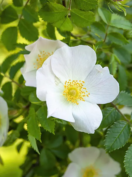 448089 - Dog rose (Rosa canina)