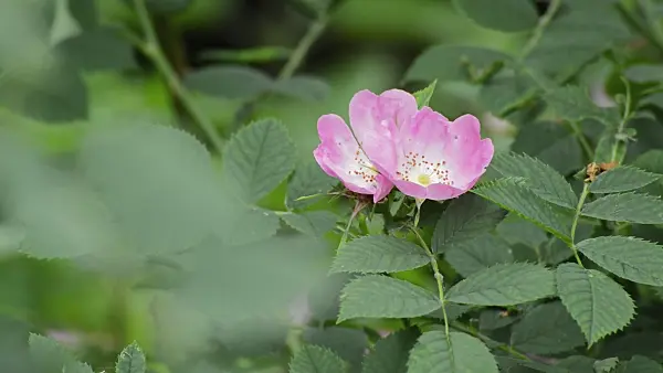 509092 - Dog rose (Rosa canina)
