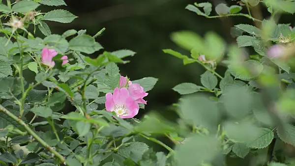 509093 - Dog rose (Rosa canina)