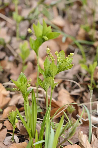 543005 - Dog's mercury (Mercurialis perennis)