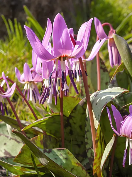 412002 - Dog's tooth violet (Erythronium dens-canis)
