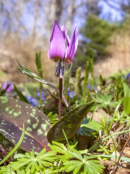 436120 - Dog's tooth violet (Erythronium dens-canis)