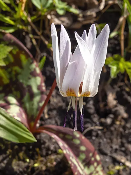 436125 - Dog's tooth violet (Erythronium dens-canis)