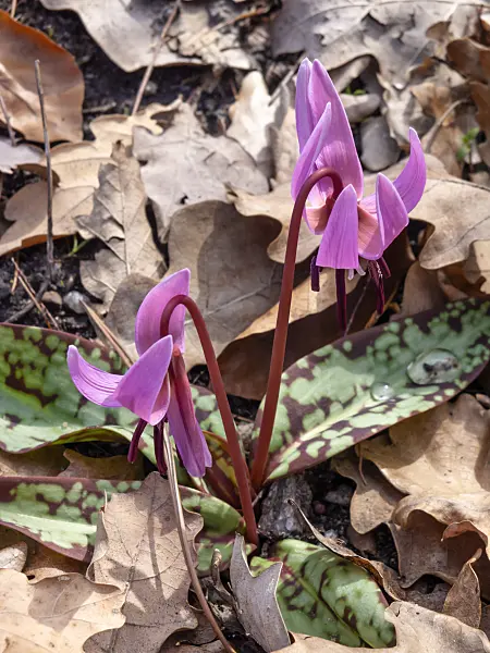 436130 - Dog's tooth violet (Erythronium dens-canis)