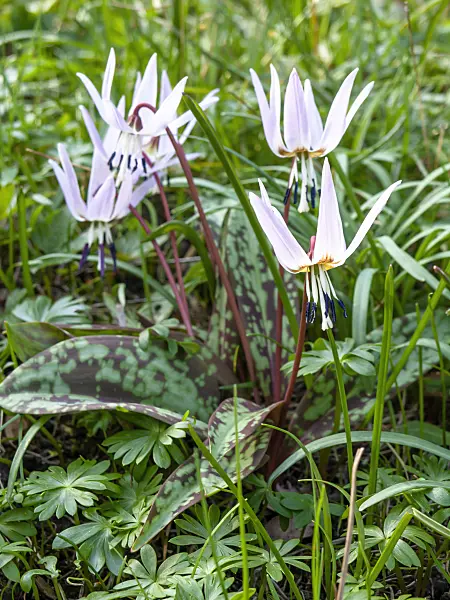 447030 - Dog's tooth violet (Erythronium dens-canis)