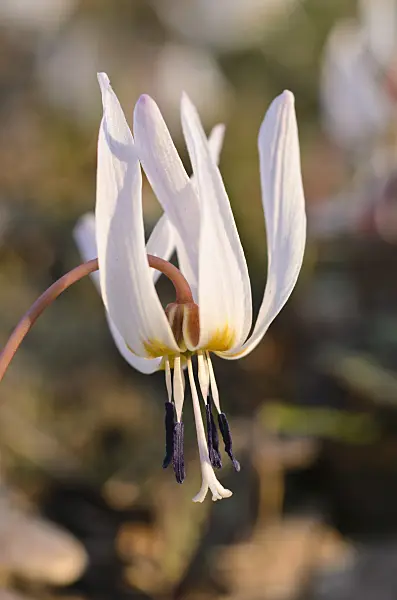 494077 - Dog's tooth violet (Erythronium dens-canis)