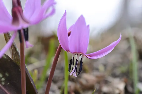 494095 - Dog's tooth violet (Erythronium dens-canis)