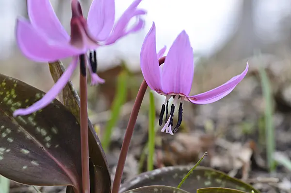 494096 - Dog's tooth violet (Erythronium dens-canis)