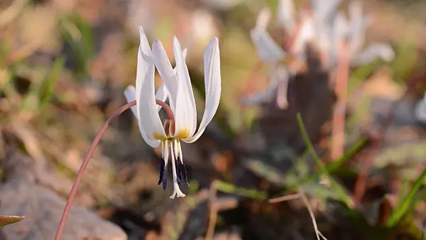 494102 - Dog's tooth violet (Erythronium dens-canis)