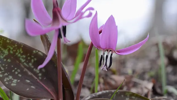 494121 - Dog's tooth violet (Erythronium dens-canis)