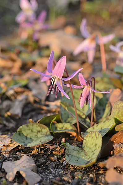 506045 - Dog's tooth violet (Erythronium dens-canis)
