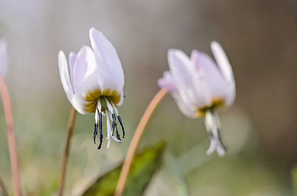 519017 - Dog's tooth violet (Erythronium dens-canis)