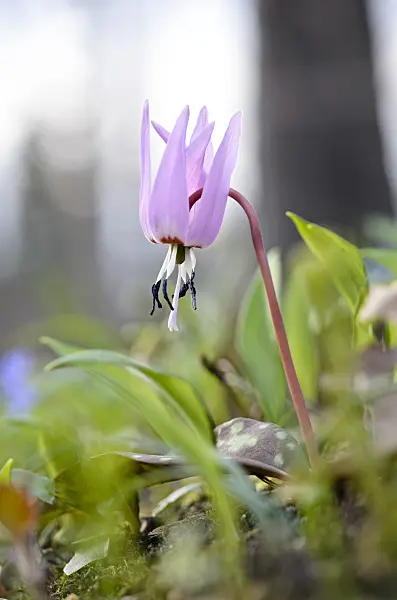 519018 - Dog's tooth violet (Erythronium dens-canis)