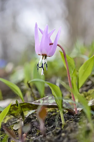 519019 - Dog's tooth violet (Erythronium dens-canis)