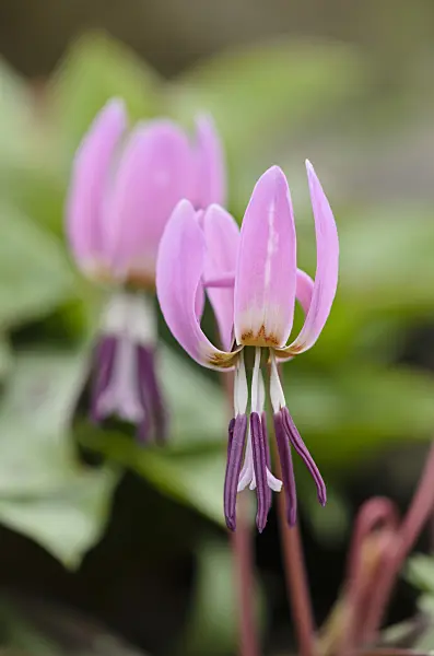 519035 - Dog's tooth violet (Erythronium dens-canis)