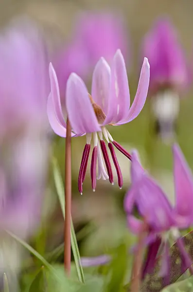 519036 - Dog's tooth violet (Erythronium dens-canis)