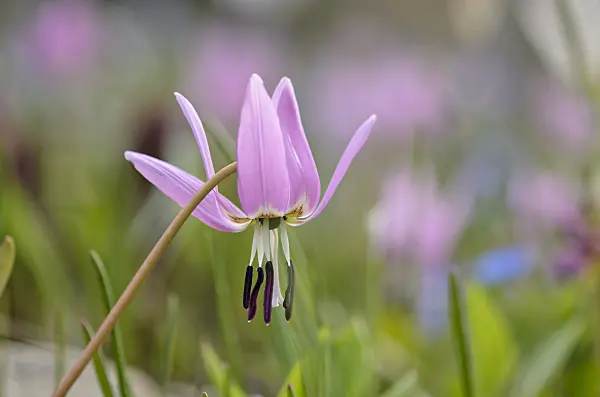 519037 - Dog's tooth violet (Erythronium dens-canis)