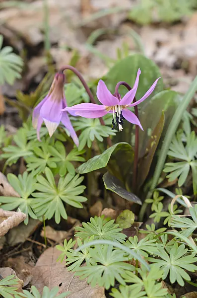 542017 - Dog's tooth violet (Erythronium dens-canis)